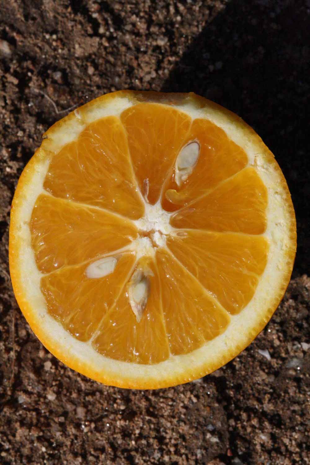              Fruit cross-section (Riverside, CA)       